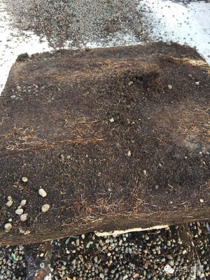 卓宝科技再添两款耐根穿刺防水卷材，持续引领行业创新